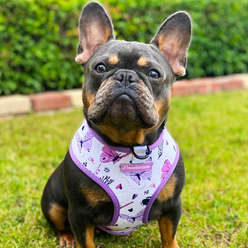 French Bulldog Harness Versatile Health Harness Magical | Etsy