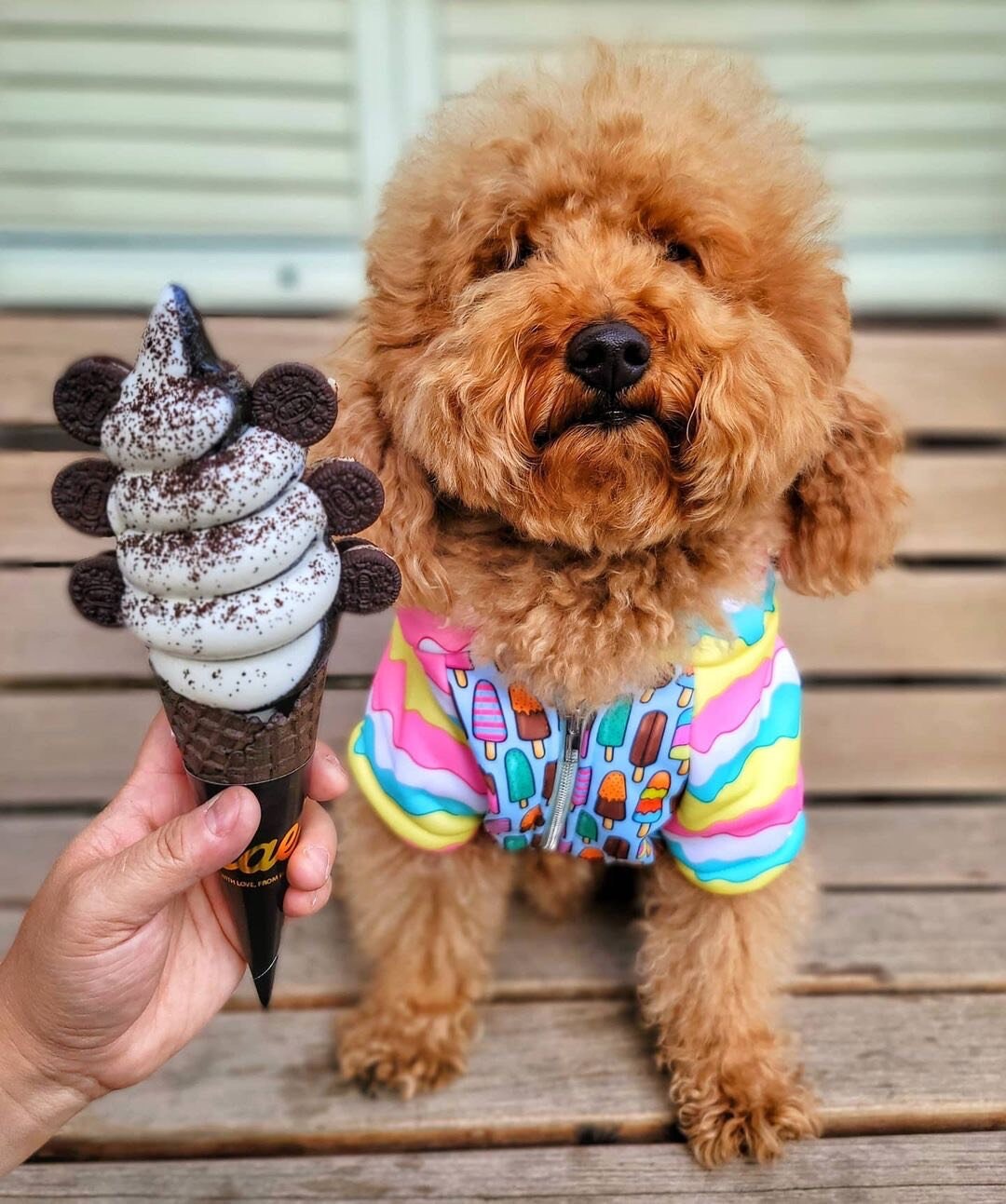 organic dog ice cream