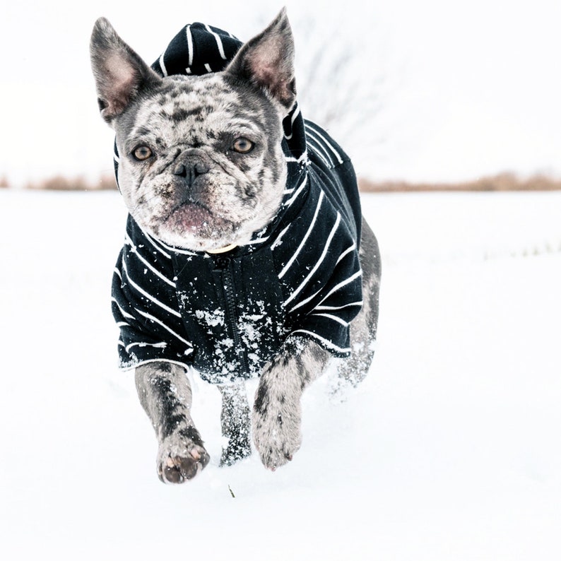 Dogs Hoodie Organic Cotton in Black
