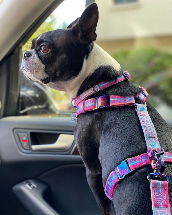 French Bulldog Harness Versatile Health Harness Magical 