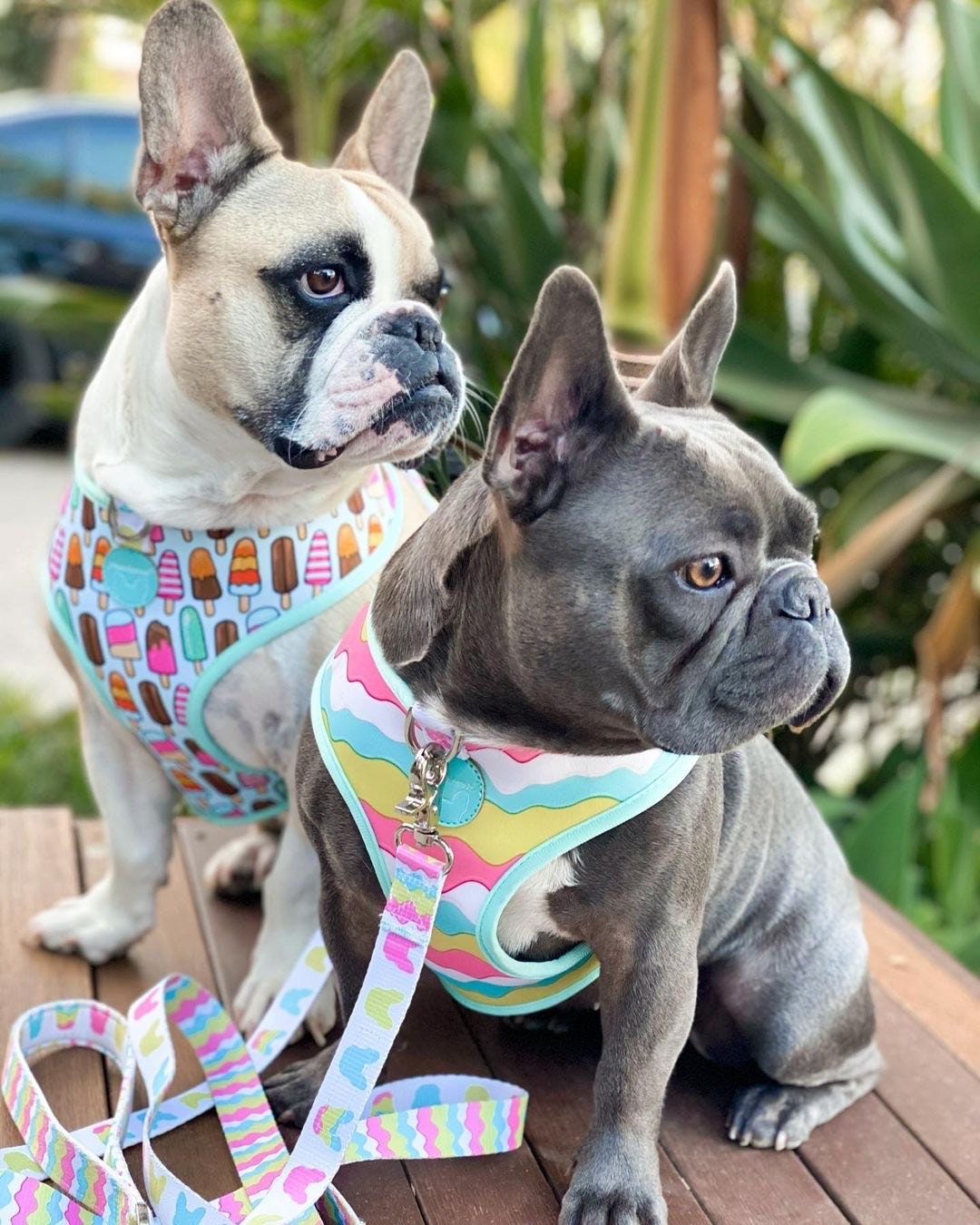 Frenchie Shop : French Bulldog Harnesses, Clothes, Apparel & more