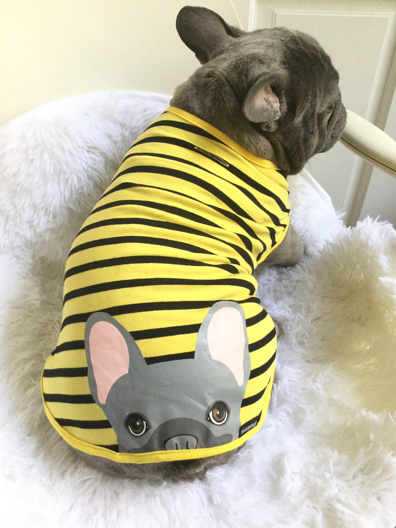 Blue French Bulldog in Bumblebee Frenchiestore Frenchie Shirt