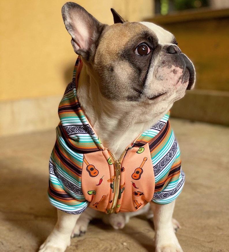 May include: A French bulldog wearing a peach-colored hoodie with a colorful striped pattern and a zipper. The hoodie has a pattern of guitars, chili peppers, and cacti.