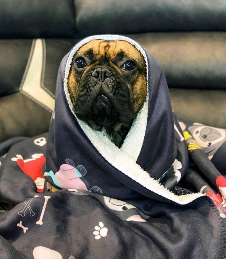 May include: A French bulldog puppy is snuggled in a black and white fleece blanket with a cartoon dog print. The blanket has a white sherpa lining.