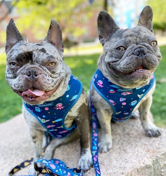 Do French Bulldogs Need A Harness