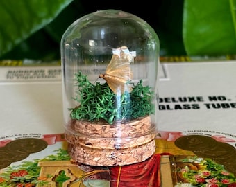 Mini pinned orange  moth terrarium