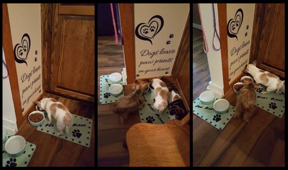 Personalized crown Pet Food Mat Etsy