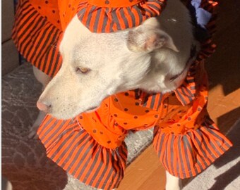 dog circus costume