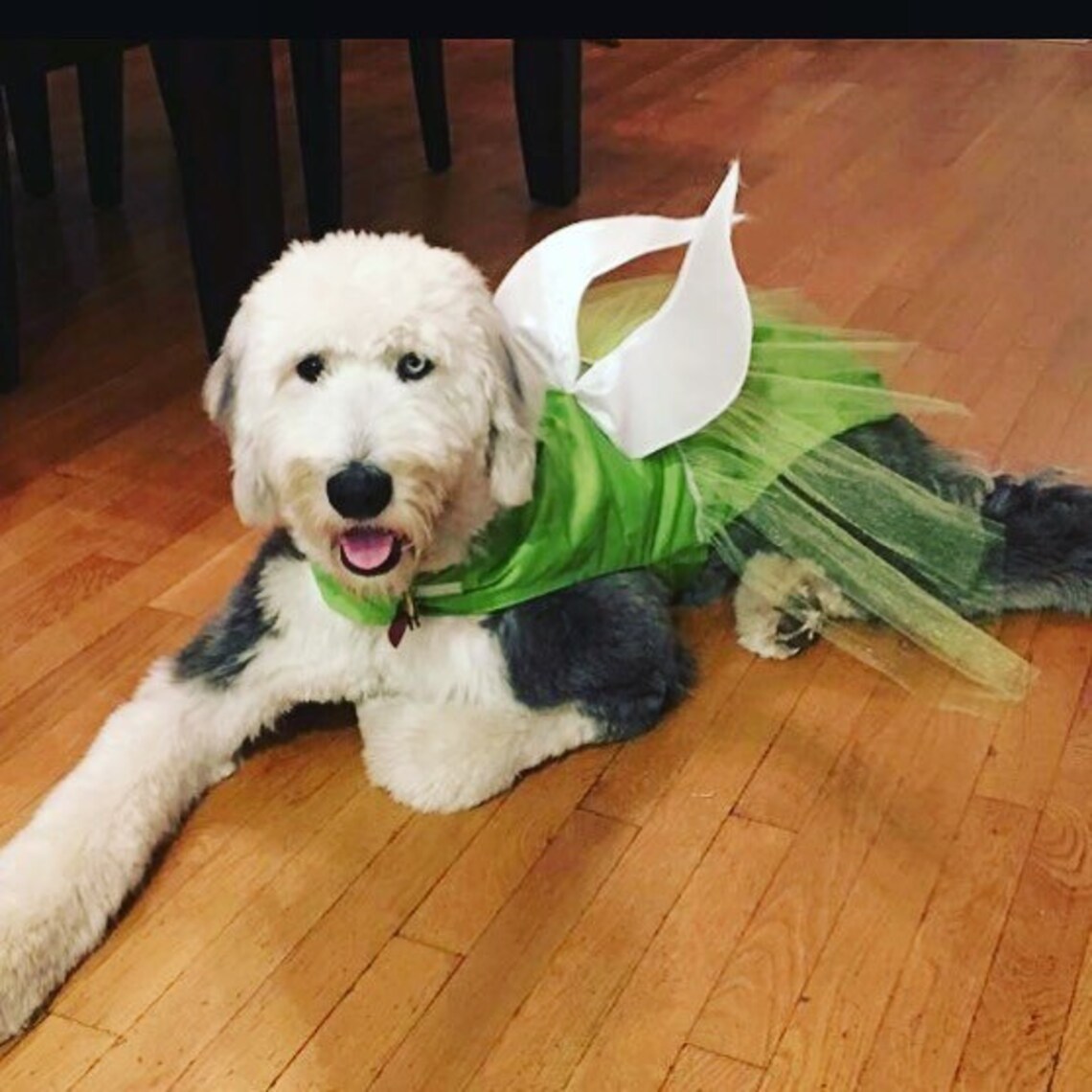 Fairy Dog Costume Dog Halloween CostumeDog Costume Pet Etsy