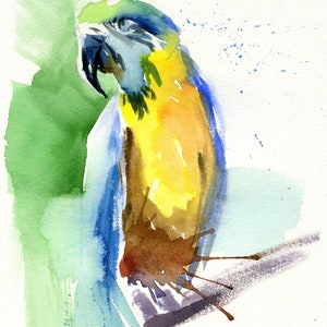 Macaw Parrot Bird Watercolor on paper painting original wall art home decor 8x10