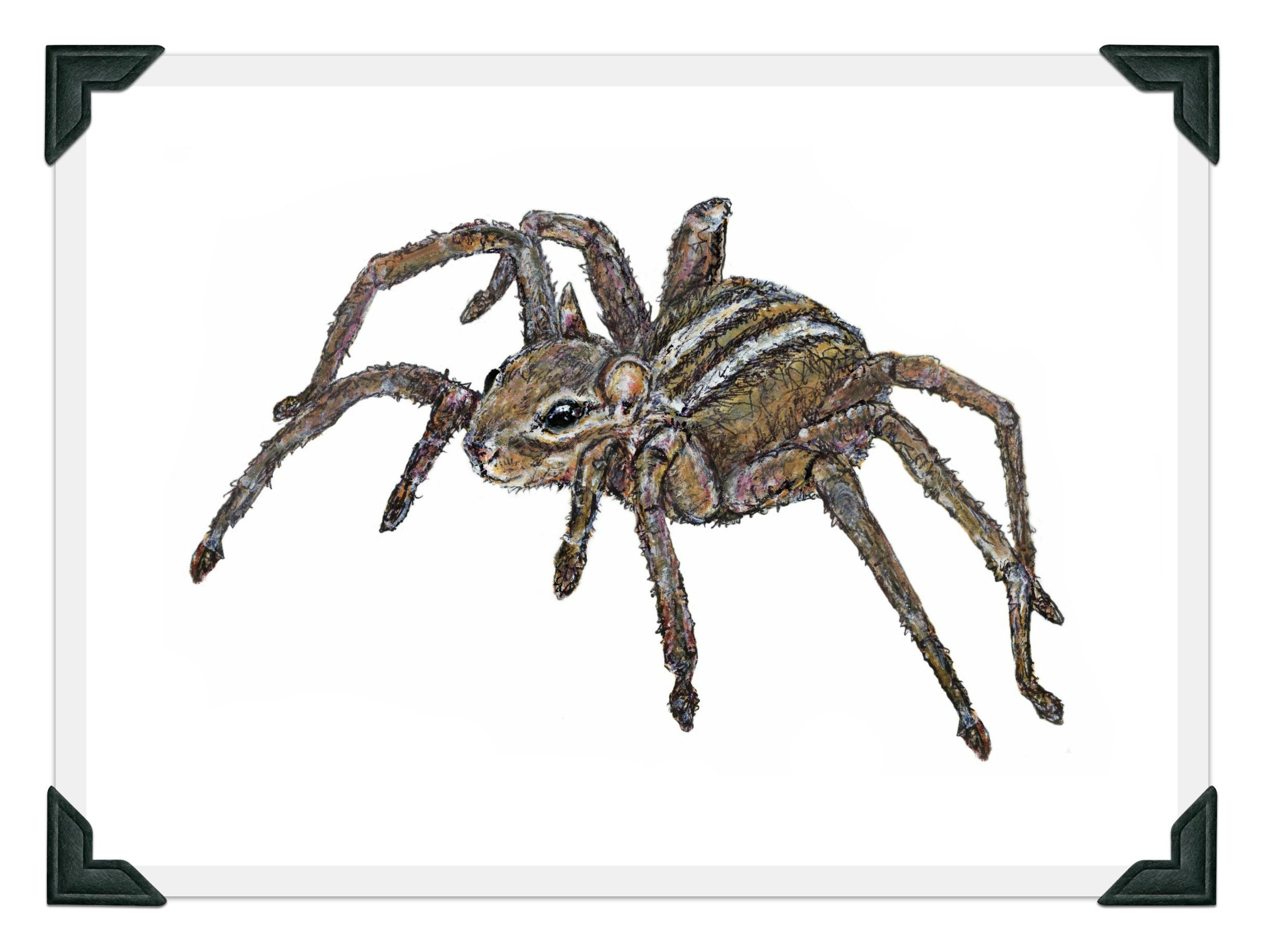 Spider Hybrid -  Canada