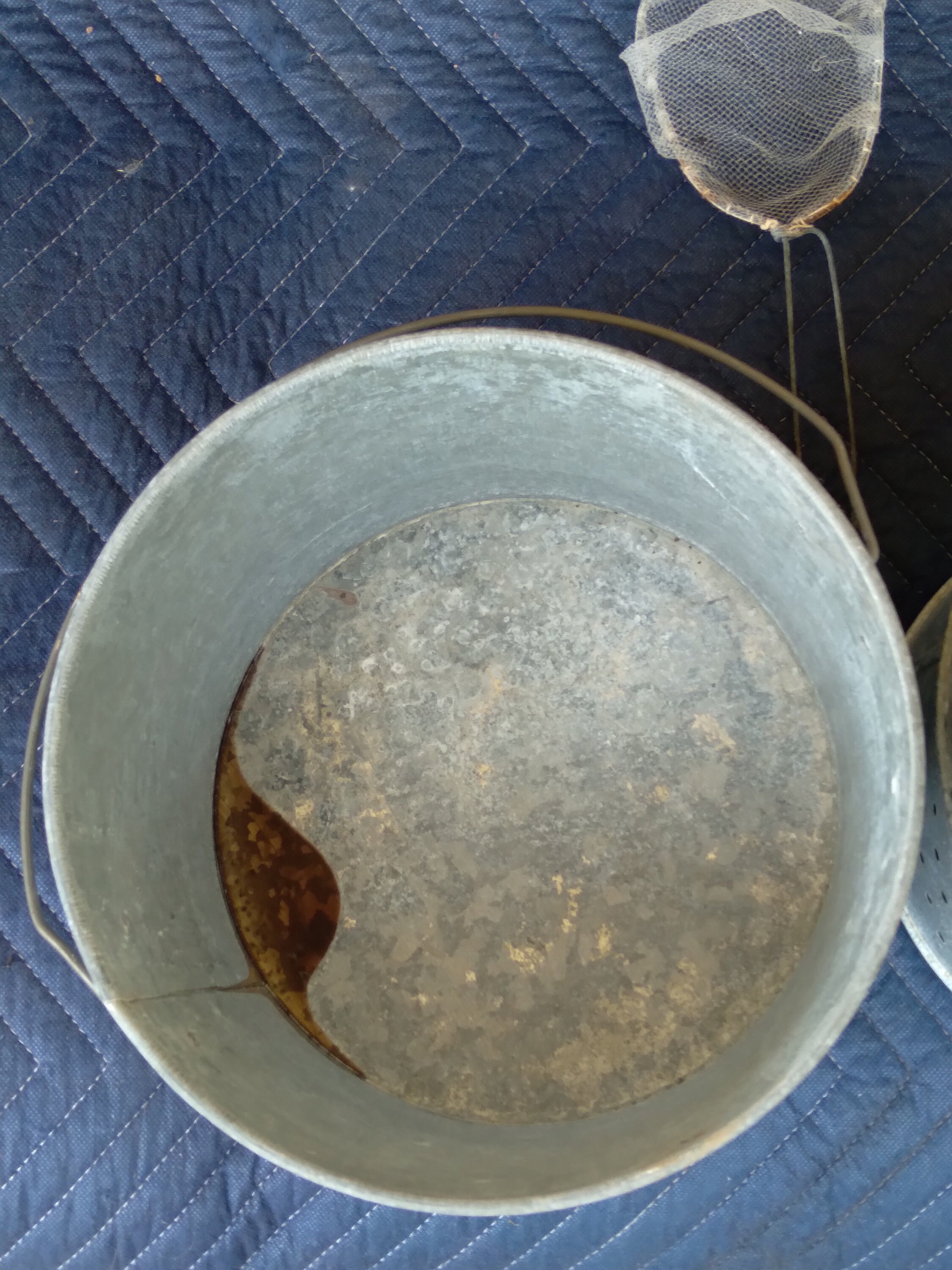 Minnow Bucket/old Pal Woodstream/pail and Liner/blue Etsy