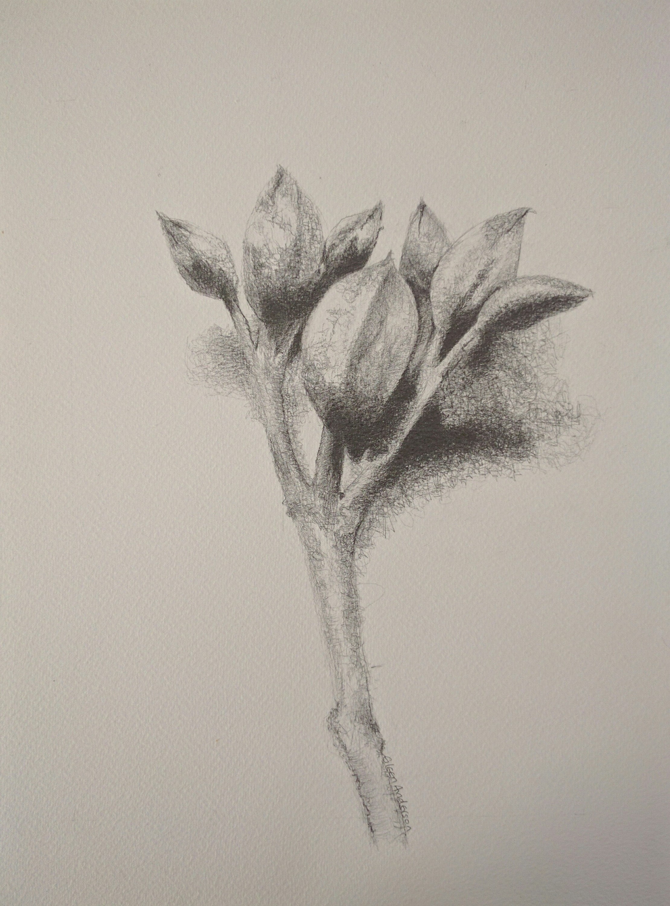 Original pencil drawing of a plant Etsy