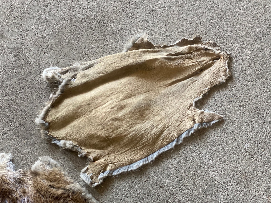 5 Vintage Muskrat Hides Novelty Fur Rustic Cabin Decor Etsy