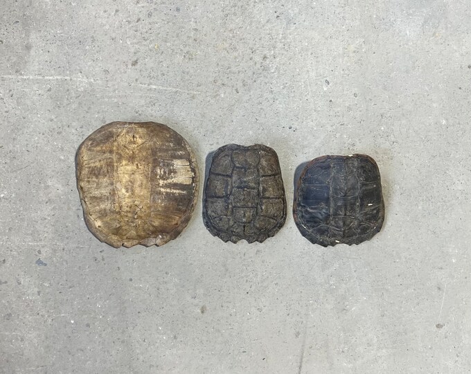 3 Vintage Snapping Turtle Shells - Etsy