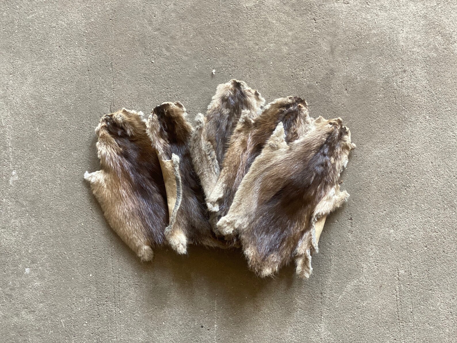 5 Vintage Muskrat Hides Novelty Fur Rustic Cabin Decor Etsy