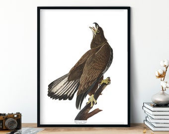 White Headed Eagle, John Audubon Print,  Birds of America, Giclee Fine Art Print, Bird Painting, Wall Art Poster, Vintage Portrait Decor