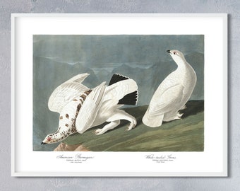 Ptarmigan and Grouse Print by John Audubon, Birds of America, Giclee Fine Art Print, Bird Painting, Wall Art Poster, Vintage Portrait Decor
