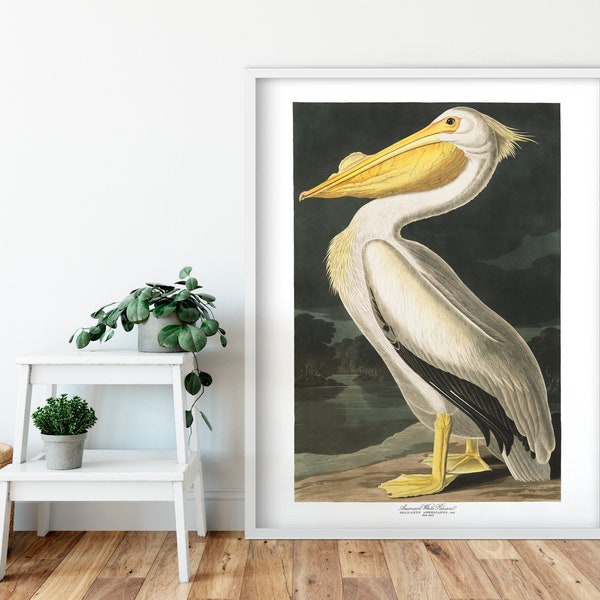 American White Pelican Print by John Audubon, Birds of America, Giclee Fine Art Print, Bird Painting, Wall Art Poster, Vintage Decor