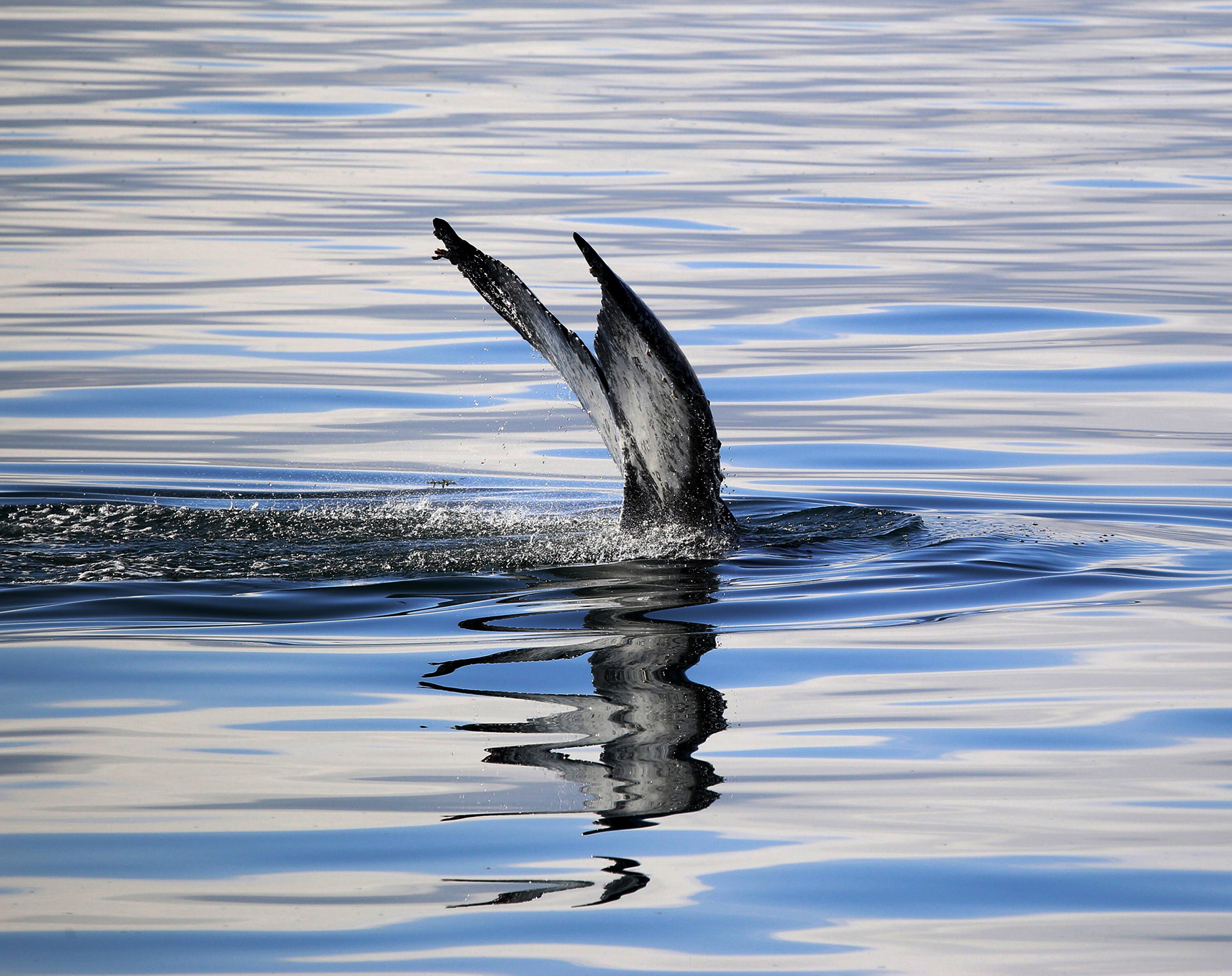 Wildlife Photograph Whale Tail Fluke Alaska Etsy