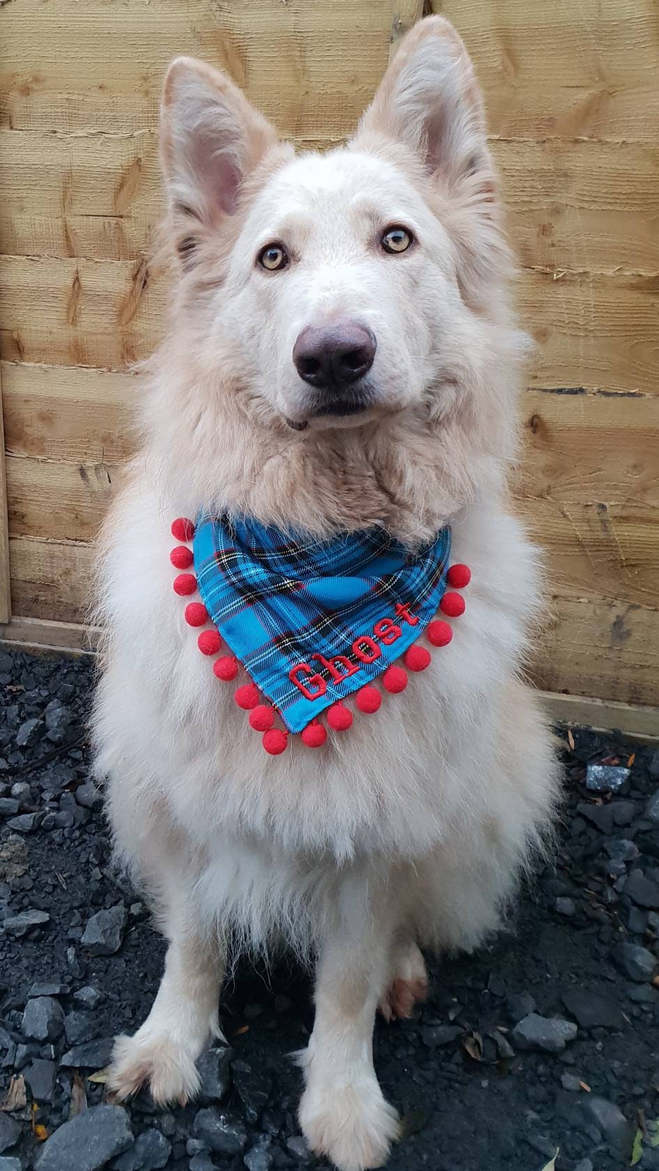 personalized dog bandana collar