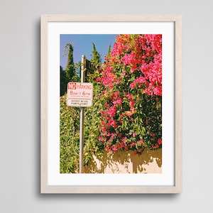 Flowers Blooming in Los Angeles | Fine Art Print | Analogue Photography | 35mm Film Photography | Gallery Wall Decor | Eclectic Home