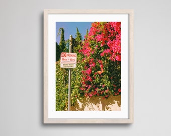 Flowers Blooming in Los Angeles | Fine Art Print | Analogue Photography | 35mm Film Photography | Gallery Wall Decor | Eclectic Home