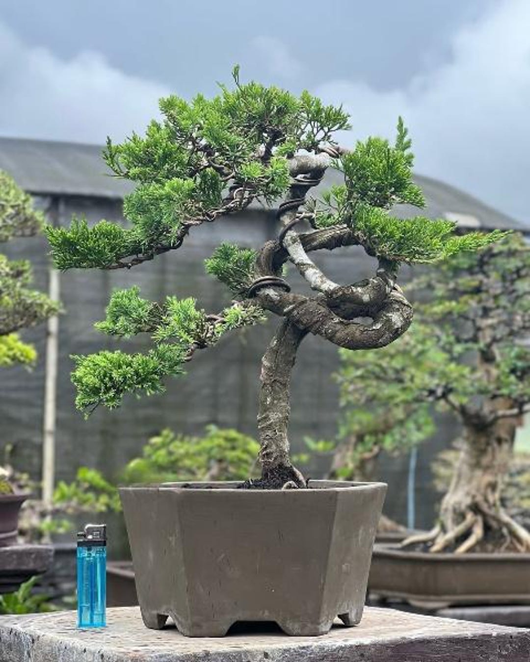 Real Picture Bonsai Cemara Chinensis Juniperus Chinensis Medium Size ...
