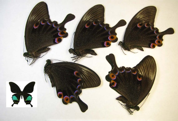 TITHOREA HARMONIA unmounted butterfly