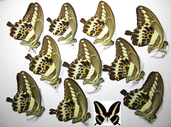 TITHOREA HARMONIA unmounted butterfly