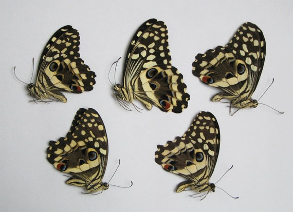 Urania ripheus 10pcs real papered butterflies wholesale for artwork and frames