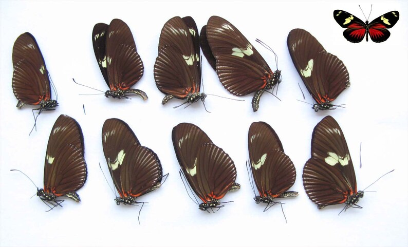 Urania ripheus 10pcs real papered butterflies wholesale for artwork and frames