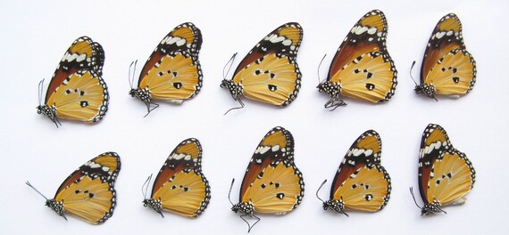 TITHOREA HARMONIA unmounted butterfly