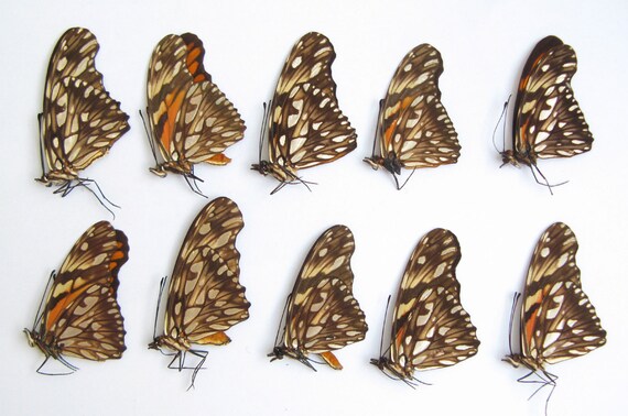 TITHOREA HARMONIA unmounted butterfly