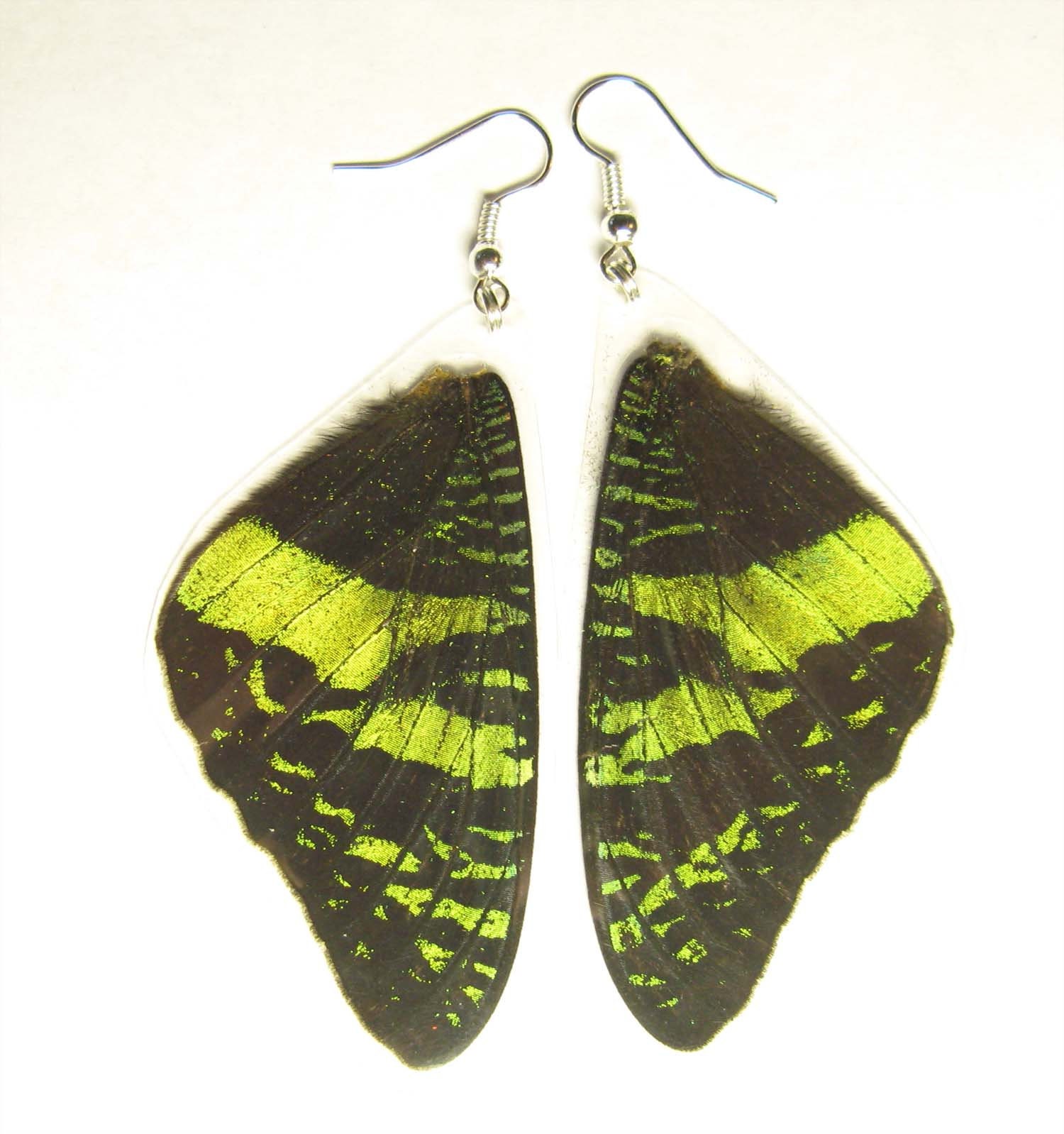 Urania ripheus 10pcs real papered butterflies wholesale for artwork and frames