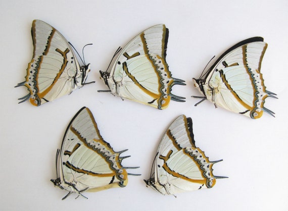 TITHOREA HARMONIA unmounted butterfly