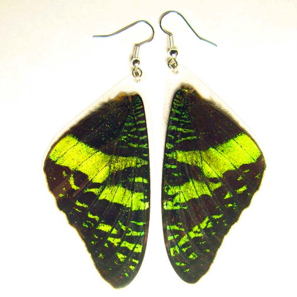 Boucles d'oreilles vertes inhabituelles en véritables ailes de papillon d'Urania ripheus, cadeau pour elle