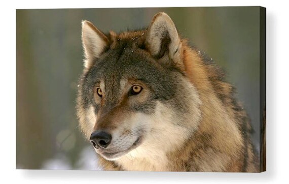 A1 FANTASY WOLF HOWLING AT MOON 003 CANVAS BOX ART A4 A3 A2