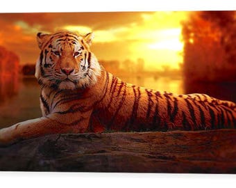 Tiger at Sunset Photo Canvas Art Repro 16" x 8", 20" x 12", 24" x 14", 30" x 16", 44" x 24"