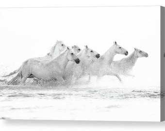 White Sea Horses Photo Canvas Box Art A4, A3, A2, A1 ++
