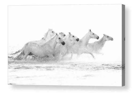 Lienzo Arte Impresión Tigre Blanco Negro Animal obra de arte A1