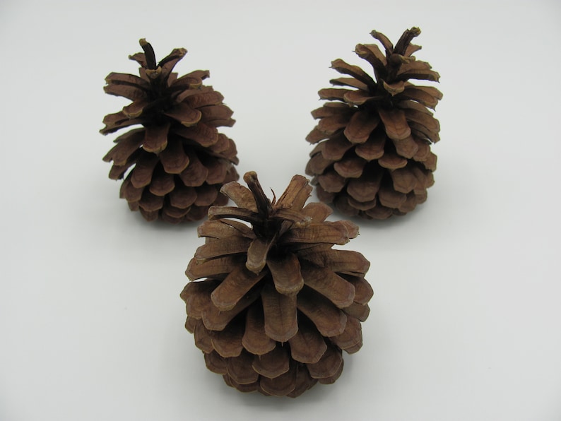 3 LARGE BAKED Pinecones Pine Cones Chew Toy Bunny Rabbits Etsy Ireland
