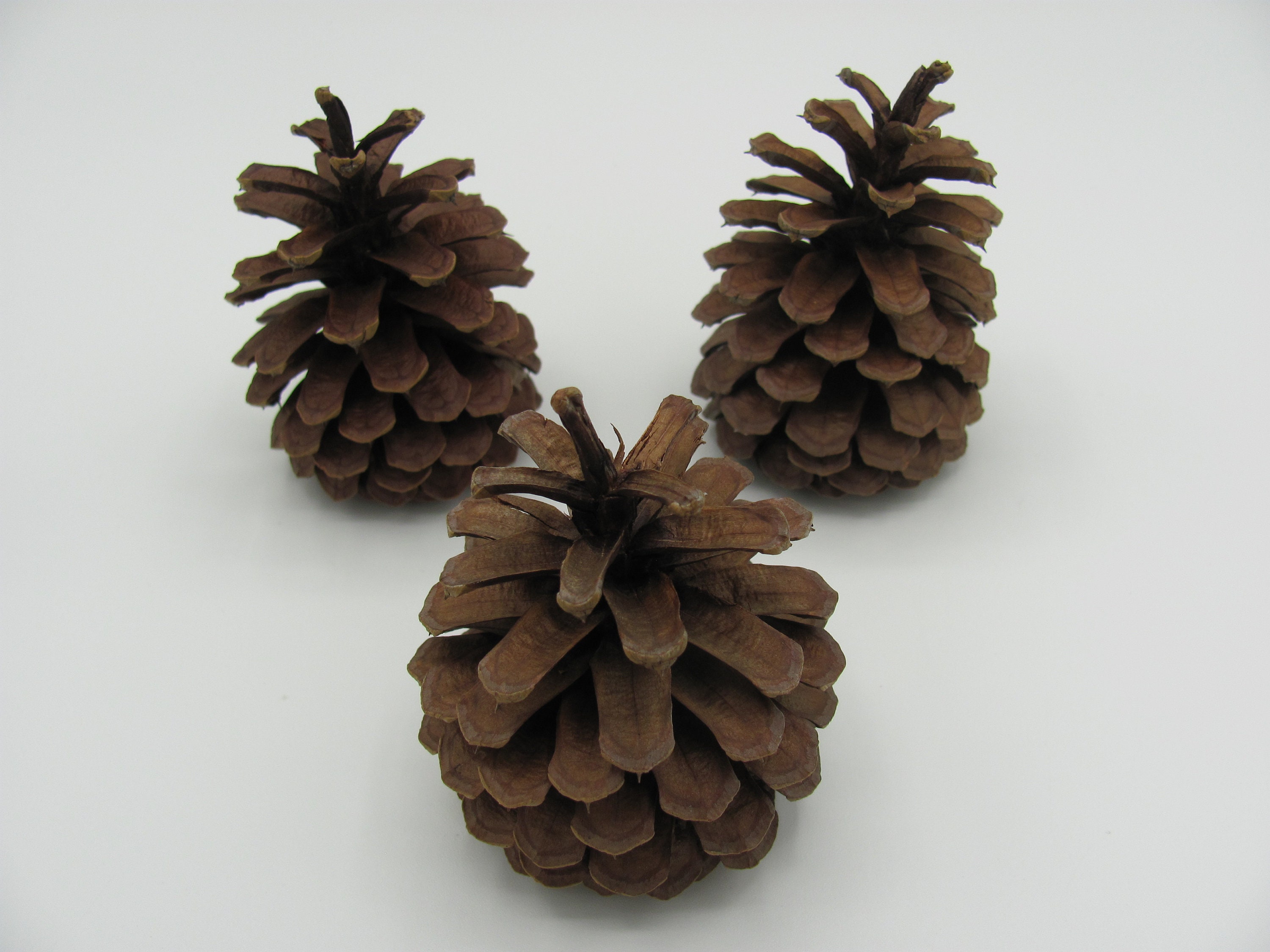 3 LARGE BAKED Pinecones Pine Cones Chew Toy Bunny Rabbits Etsy Ireland