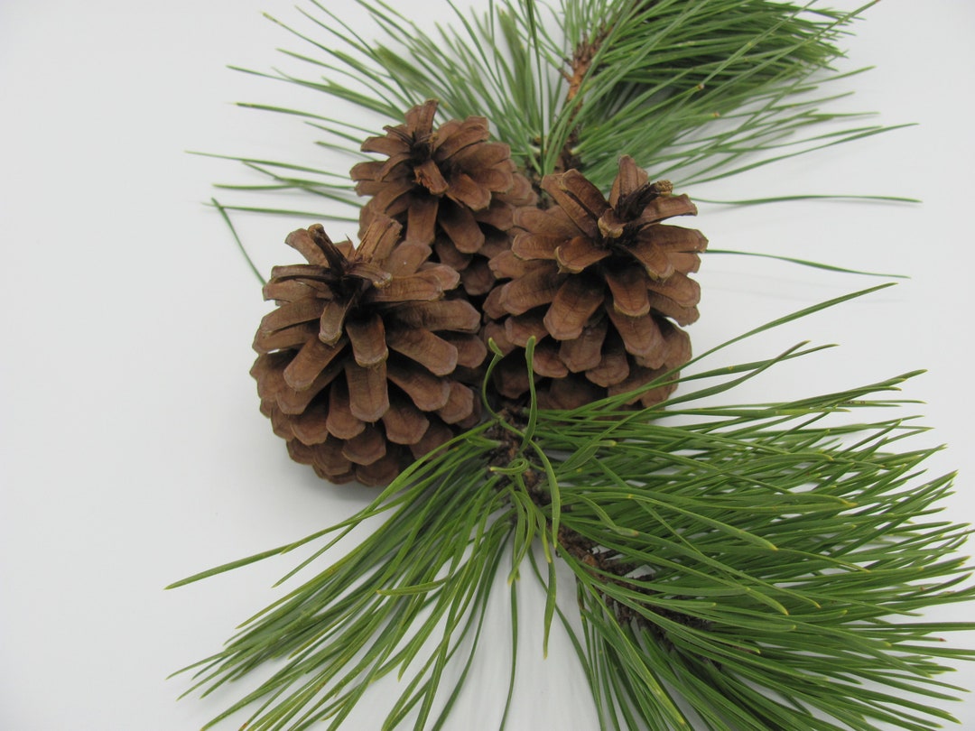 3 LARGE BAKED Pinecones Pine Cones, Chew Toy, Bunny Rabbits, Bunnies