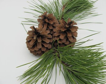 3 LARGE BAKED Pinecones - Pine Cones, Chew Toy, Bunny Rabbits, Bunnies, Small Pets, Pet Dental Care