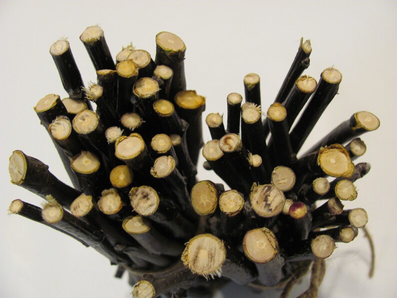 40 Apple Wood Sticks /twigs Chews for Small Pets Rabbits Etsy