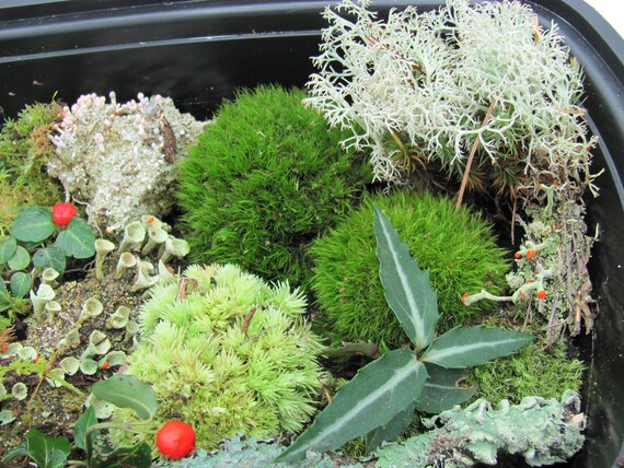 Lichen and Woodland Plants Fairy Gardens Live Assortment Lot of Moss Terrarium