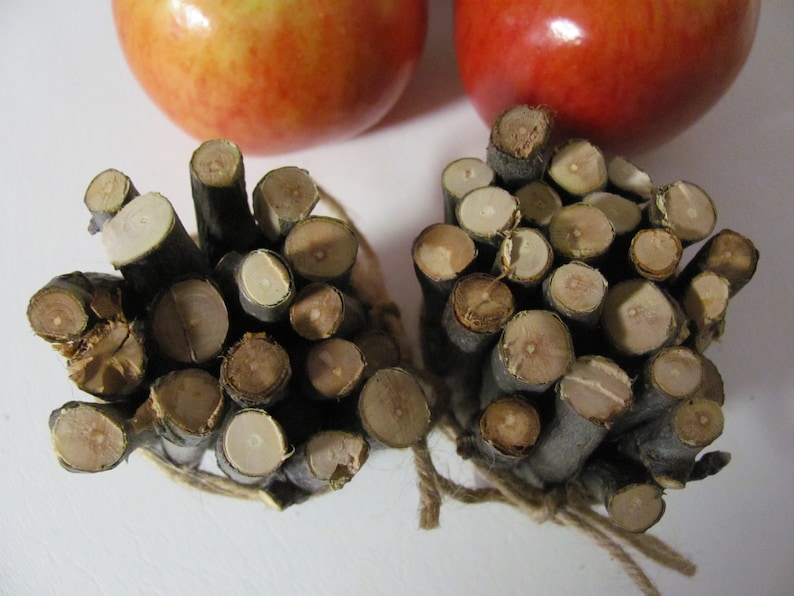 40 Apple Wood Sticks /Twigs Chews for Small Pets Rabbits Etsy