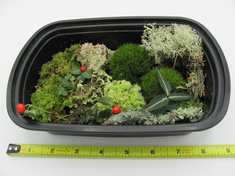 Live Moss Assortment Variety Lot of MossLichen and Woodland Etsy