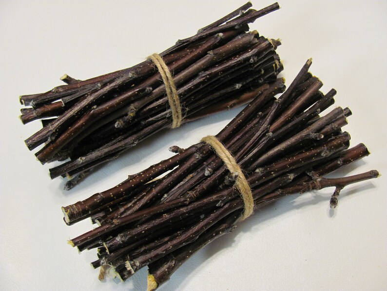 40 Apple Wood Sticks /twigs Chews for Small Pets Rabbits Etsy